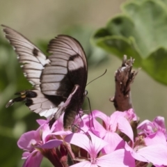 Papilio aegeus at Michelago, NSW - 23 Feb 2019 01:06 PM