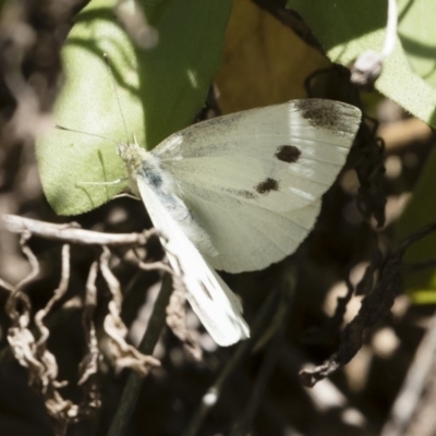 Pieris rapae (Cabbage White) at Michelago, NSW - 23 Feb 2019 by Illilanga