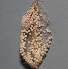Anestia (genus) at Acton, ACT - 20 Mar 2019 01:24 PM