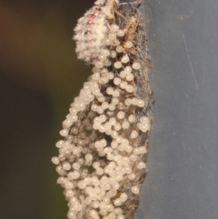 Anestia (genus) at Acton, ACT - 20 Mar 2019