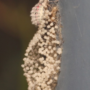 Anestia (genus) at Acton, ACT - 20 Mar 2019