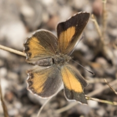 Paralucia pyrodiscus (Fiery Copper) at Michelago, NSW - 17 Mar 2019 by Illilanga