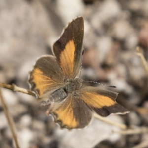 Paralucia pyrodiscus at Michelago, NSW - suppressed