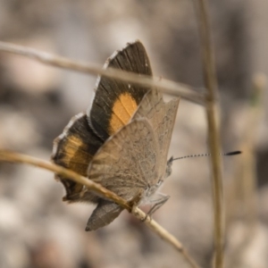 Paralucia pyrodiscus at Michelago, NSW - 17 Mar 2019