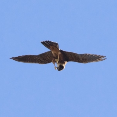 Falco longipennis (Australian Hobby) at Michelago, NSW - 9 Jan 2019 by Illilanga