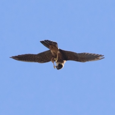 Falco longipennis (Australian Hobby) at Illilanga & Baroona - 9 Jan 2019 by Illilanga