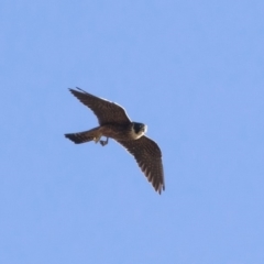 Falco longipennis at Michelago, NSW - 9 Jan 2019 05:09 PM