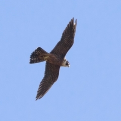 Falco longipennis at Michelago, NSW - 9 Jan 2019