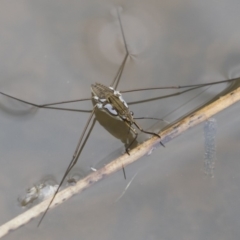 Tenagogerris euphrosyne (Water Strider) at Michelago, NSW - 17 Mar 2019 by Illilanga