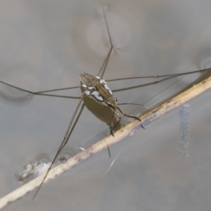 Tenagogerris euphrosyne at Michelago, NSW - 17 Mar 2019