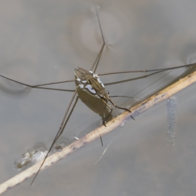 Tenagogerris euphrosyne (Water Strider) at Michelago, NSW - 17 Mar 2019 by Illilanga