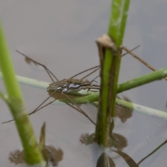 Tenagogerris euphrosyne at Michelago, NSW - 17 Mar 2019