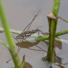 Tenagogerris euphrosyne at Michelago, NSW - 17 Mar 2019