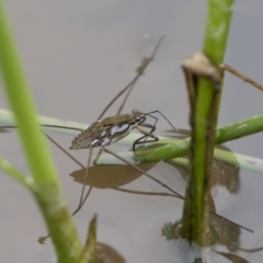 Tenagogerris euphrosyne at Michelago, NSW - 17 Mar 2019