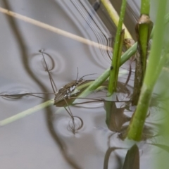 Tenagogerris euphrosyne at Michelago, NSW - 17 Mar 2019