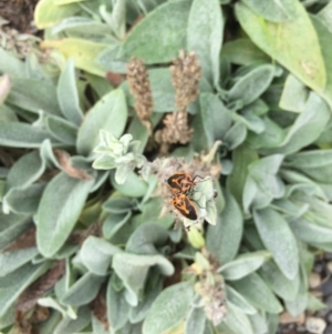 Agonoscelis rutila at Tathra, NSW - 19 Mar 2019