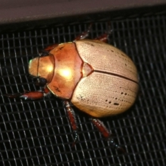 Anoplognathus olivieri (A christmas beetle) at Rosedale, NSW - 16 Mar 2019 by jb2602