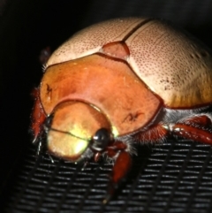 Anoplognathus olivieri at Rosedale, NSW - 16 Mar 2019