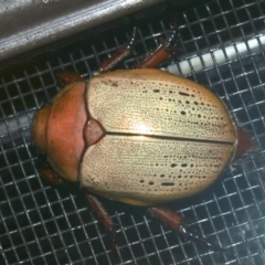 Anoplognathus olivieri at Rosedale, NSW - 16 Mar 2019