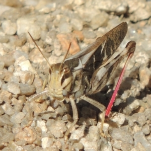 Gastrimargus musicus at Paddys River, ACT - 20 Feb 2019 05:29 PM