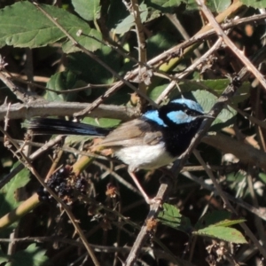 Malurus cyaneus at Paddys River, ACT - 20 Feb 2019 06:35 PM