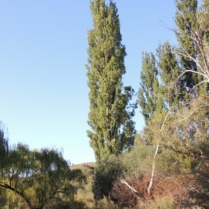 Populus nigra at Paddys River, ACT - 20 Feb 2019