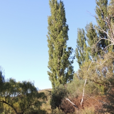 Populus nigra (Lombardy Poplar) at Paddys River, ACT - 20 Feb 2019 by michaelb
