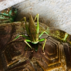 Tettigoniidae (family) (Unidentified katydid) at Tathra, NSW - 20 Mar 2019 by Suzhop