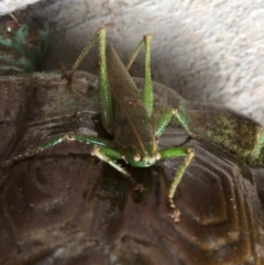 Tettigoniidae (family) at Tathra, NSW - 21 Mar 2019 10:14 AM