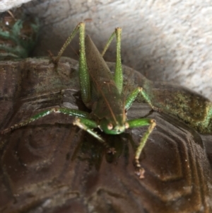 Tettigoniidae (family) at Tathra, NSW - 21 Mar 2019 10:14 AM