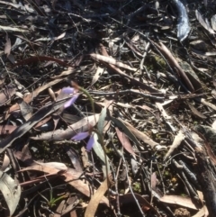 Eriochilus cucullatus (Parson's Bands) at Hackett, ACT - 19 Mar 2019 by petersan