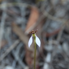 Eriochilus cucullatus (Parson's Bands) at Hackett, ACT - 21 Mar 2019 by petersan
