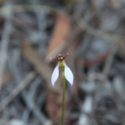 Eriochilus cucullatus (Parson's Bands) at Hackett, ACT - 21 Mar 2019 by petersan