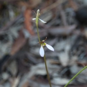 Eriochilus cucullatus at Hackett, ACT - 21 Mar 2019