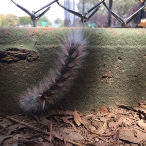 Anthela varia at Kaleen, ACT - 21 Mar 2019 01:26 PM