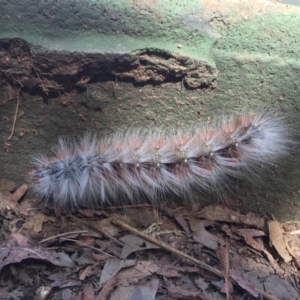 Anthela varia at Kaleen, ACT - 21 Mar 2019 01:26 PM