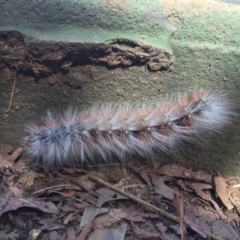 Anthela varia (Hairy Mary) at Kaleen, ACT - 21 Mar 2019 by Machew