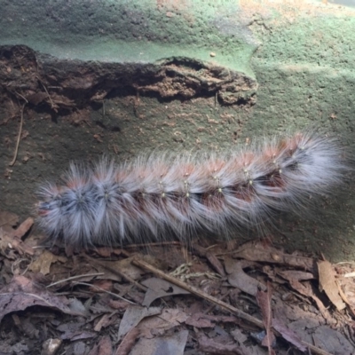 Anthela varia (Hairy Mary) at O'Connor Ridge to Gungahlin Grasslands - 21 Mar 2019 by Machew