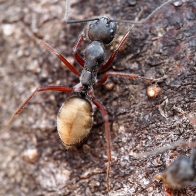 Camponotus suffusus (Golden-tailed sugar ant) at Acton, ACT - 21 Mar 2019 by Heino1