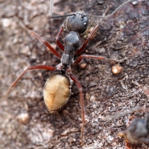 Camponotus suffusus at Acton, ACT - 21 Mar 2019