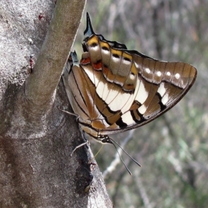 Charaxes sempronius at Acton, ACT - 21 Mar 2019