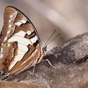 Charaxes sempronius at Acton, ACT - 21 Mar 2019