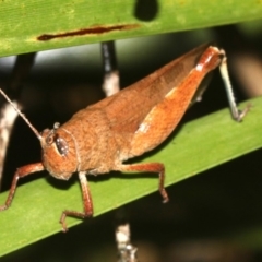 Goniaea opomaloides (Mimetic Gumleaf Grasshopper) at Guerilla Bay, NSW - 16 Mar 2019 by jbromilow50