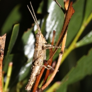 Coryphistes ruricola at Guerilla Bay, NSW - 16 Mar 2019