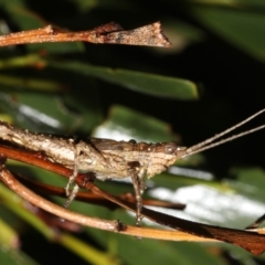 Coryphistes ruricola at Guerilla Bay, NSW - 16 Mar 2019