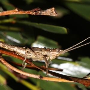 Coryphistes ruricola at Guerilla Bay, NSW - 16 Mar 2019