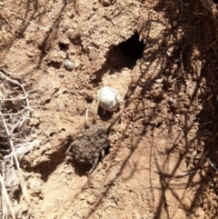 Lycosidae (family) (Unidentified wolf spider) at Ginninderry Conservation Corridor - 20 Mar 2019 by samreid007