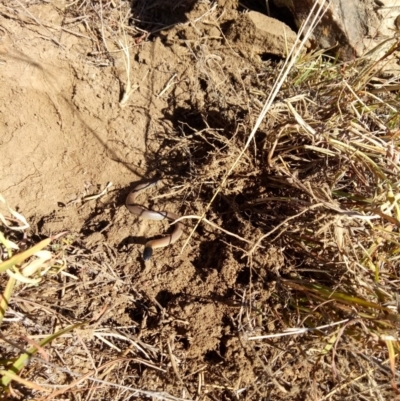 Parasuta dwyeri (Dwyer's Black-headed Snake) at Ginninderry Conservation Corridor - 19 Mar 2019 by samreid007