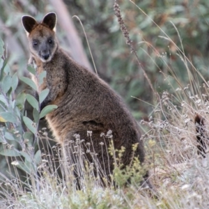 Wallabia bicolor at Paddys River, ACT - 20 Mar 2019 01:36 PM