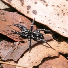 Nyssus albopunctatus (White-spotted swift spider) at Paddys River, ACT - 20 Mar 2019 by SWishart